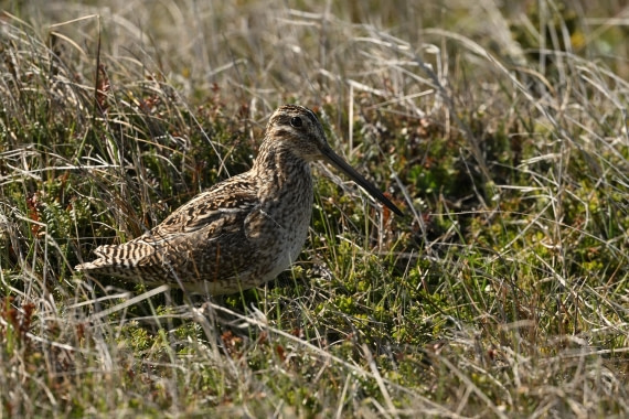 PLA20-24, Day 6, YA6_3259_20241023_6860 © Yves Adams - Oceanwide Expeditions.JPG
