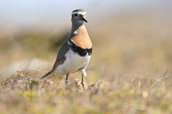 PLA20-24, Day 6, YA6_4537_20241023_6868 © Yves Adams - Oceanwide Expeditions.JPG