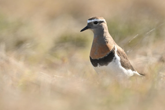 PLA20-24, Day 6, YA6_4582_20241023_6869 © Yves Adams - Oceanwide Expeditions.JPG