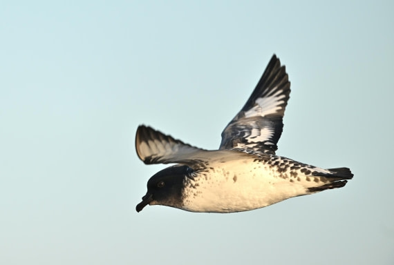 PLA20-24, Day 7, YA6_4871_20241024_6876 © Yves Adams - Oceanwide Expeditions.JPG