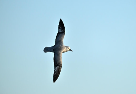 PLA20-24, Day 7, YA6_4966_20241024_6877 © Yves Adams - Oceanwide Expeditions.JPG