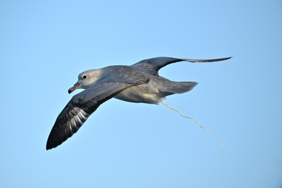 PLA20-24, Day 7, YA6_5028_20241024_6878 © Yves Adams - Oceanwide Expeditions.JPG
