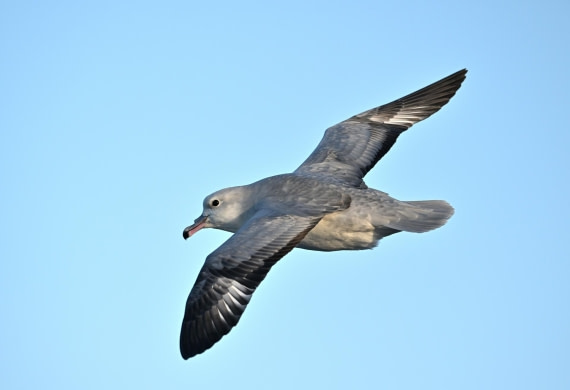 PLA20-24, Day 7, YA6_5032_20241024_6879 © Yves Adams - Oceanwide Expeditions.JPG