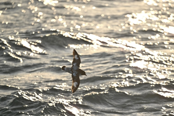 PLA20-24, Day 7, YA6_5187_20241024_6883 © Yves Adams - Oceanwide Expeditions.JPG