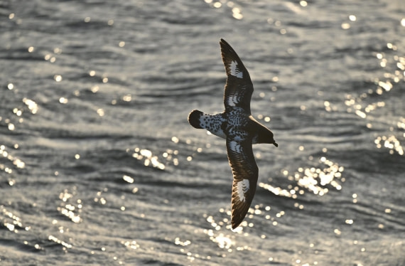 PLA20-24, Day 7, YA6_5204_20241024_6884 © Yves Adams - Oceanwide Expeditions.JPG