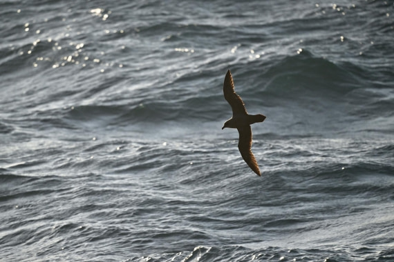 PLA20-24, Day 7, YA6_5403_20241024_6887 © Yves Adams - Oceanwide Expeditions.JPG