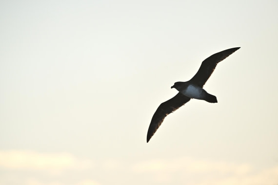 PLA20-24, Day 7, YA6_5425_20241024_6889 © Yves Adams - Oceanwide Expeditions.JPG