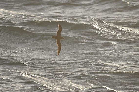 PLA20-24, Day 7, YA6_5453_20241024_6891 © Yves Adams - Oceanwide Expeditions.JPG