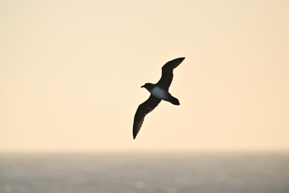 PLA20-24, Day 7, YA6_5498_20241024_6893 © Yves Adams - Oceanwide Expeditions.JPG