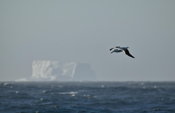 PLA20-24, Day 7, YA6_5714_20241024_6894 © Yves Adams - Oceanwide Expeditions.JPG