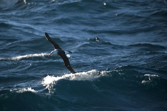 PLA20-24, Day 7, YA6_6210_20241024_6898 © Yves Adams - Oceanwide Expeditions.JPG