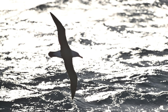 PLA20-24, Day 7, YA6_6432_20241024_6902 © Yves Adams - Oceanwide Expeditions.JPG