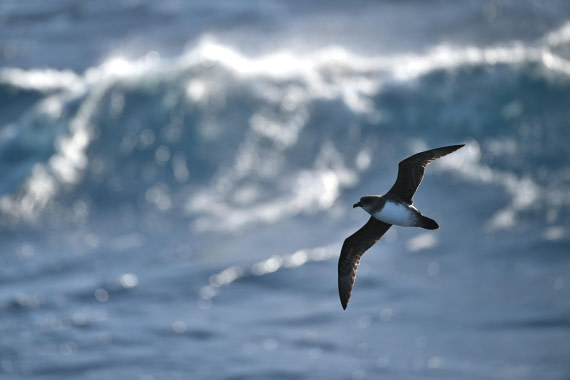 PLA20-24, Day 7, YA6_6602_20241024_6906 © Yves Adams - Oceanwide Expeditions.JPG