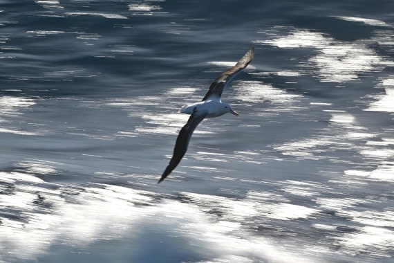 PLA20-24, Day 7, YA6_6968_20241024_6910 © Yves Adams - Oceanwide Expeditions.JPG