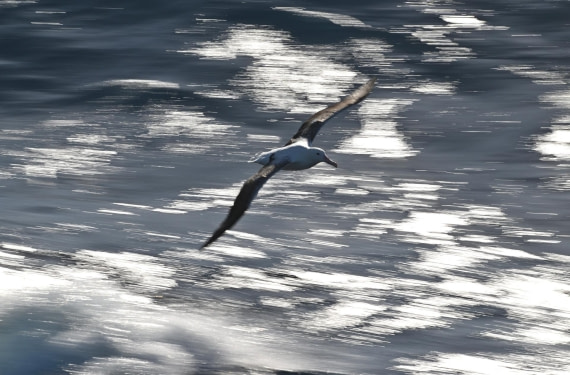 PLA20-24, Day 7, YA6_6969_20241024_6911 © Yves Adams - Oceanwide Expeditions.JPG
