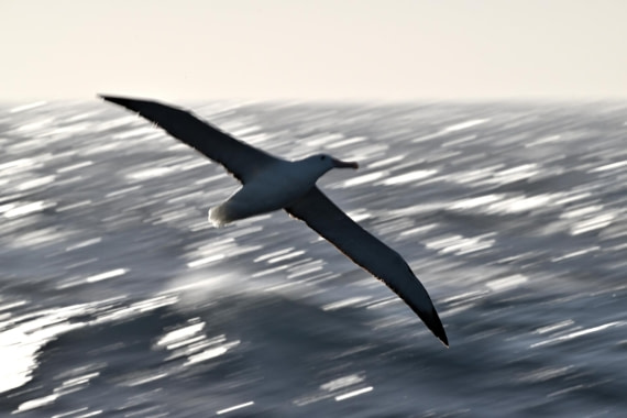 PLA20-24, Day 7, YA6_6992_20241024_6915 © Yves Adams - Oceanwide Expeditions.JPG