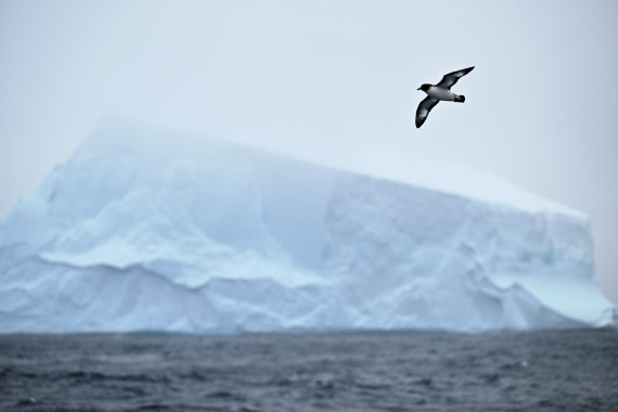 PLA20-24, Day 8, AY8_4957_20241025_7275 © Yves Adams - Oceanwide Expeditions.JPG