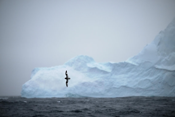 PLA20-24, Day 8, AY8_5011_20241025_7276 © Yves Adams - Oceanwide Expeditions.JPG