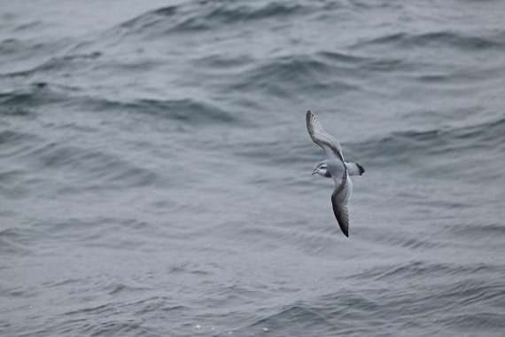 PLA20-24, Day 8, YA6_0145_20241025_7150 © Yves Adams - Oceanwide Expeditions.JPG