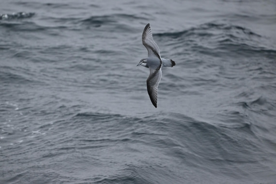 PLA20-24, Day 8, YA6_0238_20241025_7151 © Yves Adams - Oceanwide Expeditions.JPG