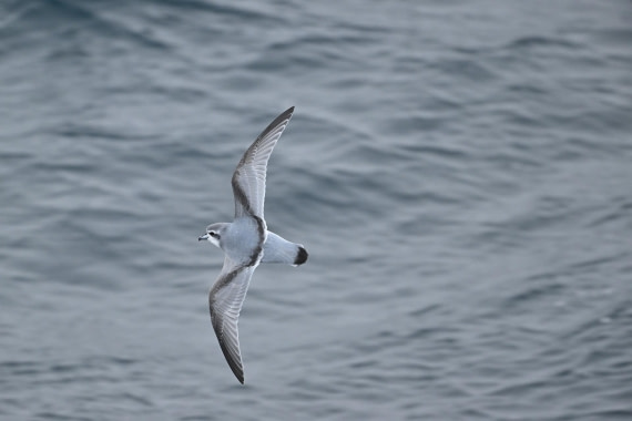 PLA20-24, Day 8, YA6_0435_20241025_7152 © Yves Adams - Oceanwide Expeditions.JPG