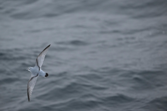 PLA20-24, Day 8, YA6_0559_20241025_7153 © Yves Adams - Oceanwide Expeditions.JPG