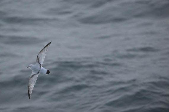 PLA20-24, Day 8, YA6_0560_20241025_7154 © Yves Adams - Oceanwide Expeditions.JPG
