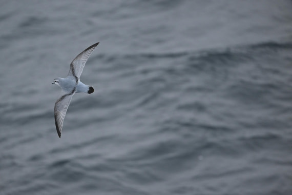 PLA20-24, Day 8, YA6_0563_20241025_7155 © Yves Adams - Oceanwide Expeditions.JPG