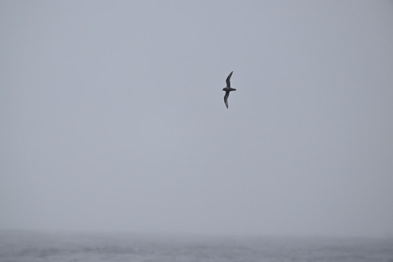 PLA20-24, Day 8, YA6_0709_20241025_7156 © Yves Adams - Oceanwide Expeditions.JPG