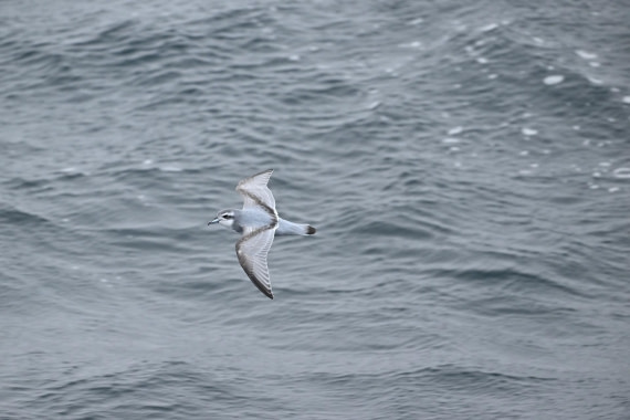 PLA20-24, Day 8, YA6_9997_20241025_7036 © Yves Adams - Oceanwide Expeditions.JPG