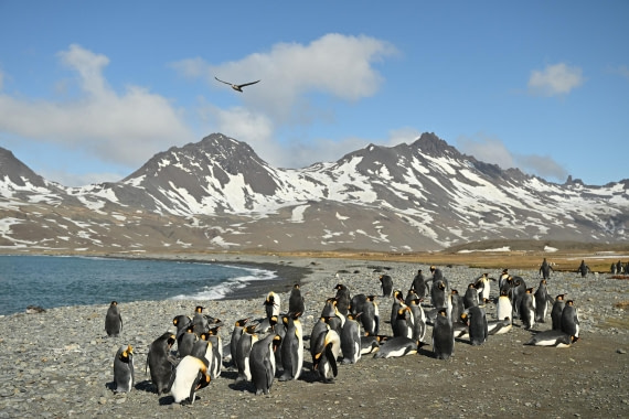 PLA20-24, Day 9, 8AY_0910_20241026_7035 © Yves Adams - Oceanwide Expeditions.JPG