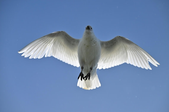 PLA20-24, Day 9, AY8_5441_20241026_7030 © Yves Adams - Oceanwide Expeditions.JPG