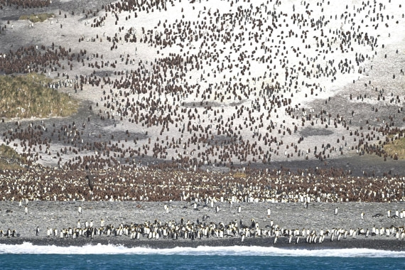 PLA20-24, Day 9, YA6_0811_20241026_7157 © Yves Adams - Oceanwide Expeditions.JPG