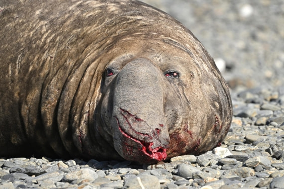 PLA20-24, Day 9, YA6_0923_20241026_7158 © Yves Adams - Oceanwide Expeditions.JPG