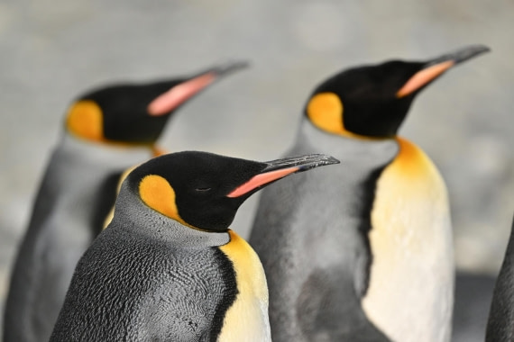 PLA20-24, Day 9, YA6_1129_20241026_7161 © Yves Adams - Oceanwide Expeditions.JPG