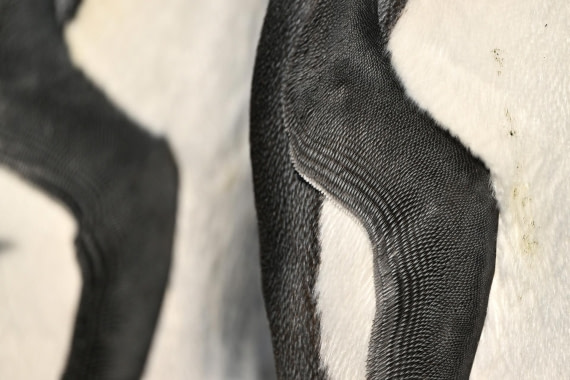 PLA20-24, Day 9, YA6_1168_20241026_7163 © Yves Adams - Oceanwide Expeditions.JPG