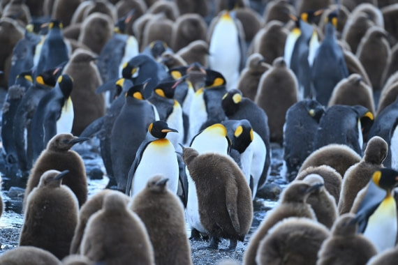 PLA20-24, Day 9, YA6_1350_20241026_7167 © Yves Adams - Oceanwide Expeditions.JPG