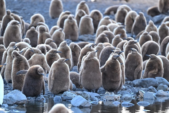 PLA20-24, Day 9, YA6_1354_20241026_7168 © Yves Adams - Oceanwide Expeditions.JPG