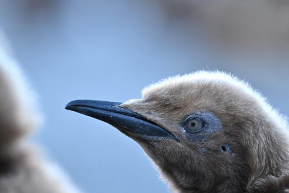 PLA20-24, Day 9, YA6_1391_20241026_7171 © Yves Adams - Oceanwide Expeditions.JPG