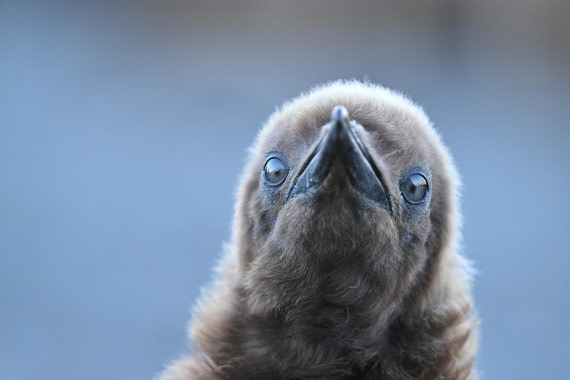 PLA20-24, Day 9, YA6_1416_20241026_7172 © Yves Adams - Oceanwide Expeditions.JPG