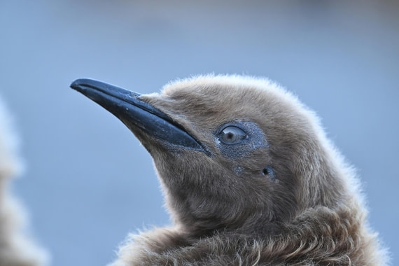 PLA20-24, Day 9, YA6_1468_20241026_7173 © Yves Adams - Oceanwide Expeditions.JPG