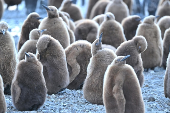 PLA20-24, Day 9, YA6_1919_20241026_7175 © Yves Adams - Oceanwide Expeditions.JPG