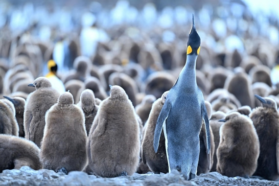 PLA20-24, Day 9, YA6_2551_20241026_7181 © Yves Adams - Oceanwide Expeditions.JPG