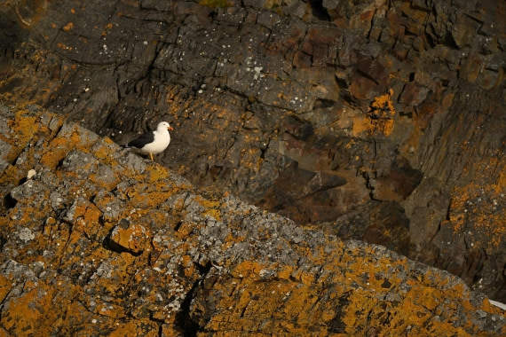 PLA20-24, Day 10, YA6_3232_20241027_7197 © Yves Adams - Oceanwide Expeditions.JPG