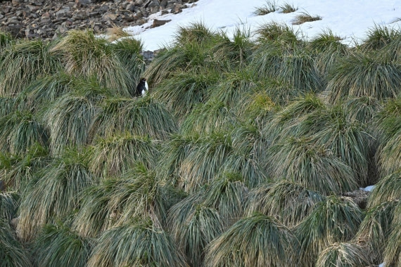 PLA20-24, Day 10, YA6_3332_20241027_7199 © Yves Adams - Oceanwide Expeditions.JPG