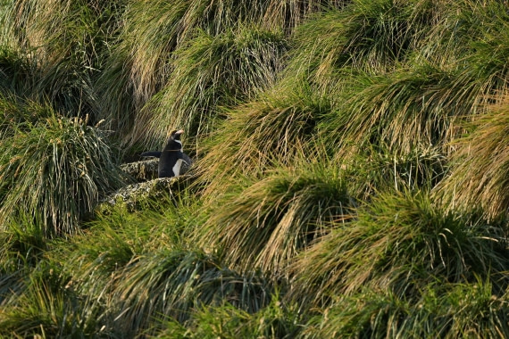 PLA20-24, Day 10, YA6_3348_20241027_7200 © Yves Adams - Oceanwide Expeditions.JPG