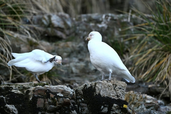 PLA20-24, Day 10, YA6_3637_20241027_7203 © Yves Adams - Oceanwide Expeditions.JPG