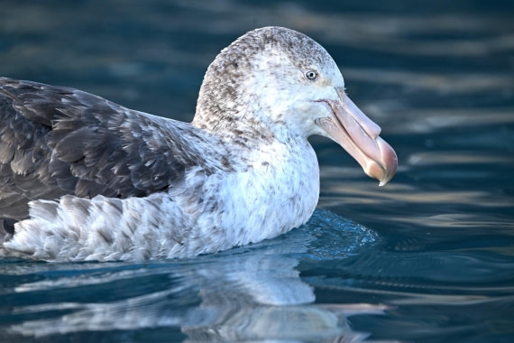 PLA20-24, Day 10, YA6_3720_20241027_7204 © Yves Adams - Oceanwide Expeditions.JPG