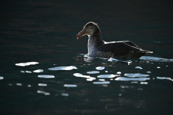 PLA20-24, Day 10, YA6_3821_20241027_7206 © Yves Adams - Oceanwide Expeditions.JPG