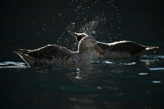 PLA20-24, Day 10, YA6_3841_20241027_7207 © Yves Adams - Oceanwide Expeditions.JPG